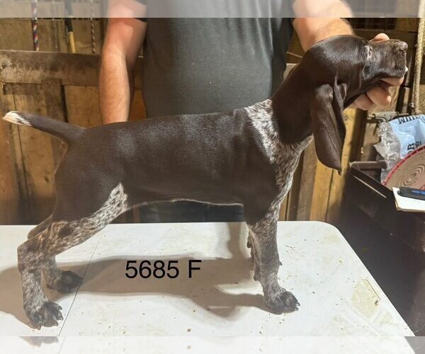 Medium Photo #9 German Shorthaired Pointer Puppy For Sale in SARANAC, MI, USA