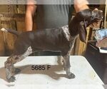 Small #8 German Shorthaired Pointer