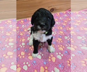 Labradoodle Puppy for sale in WILLIAMSTOWN, KY, USA