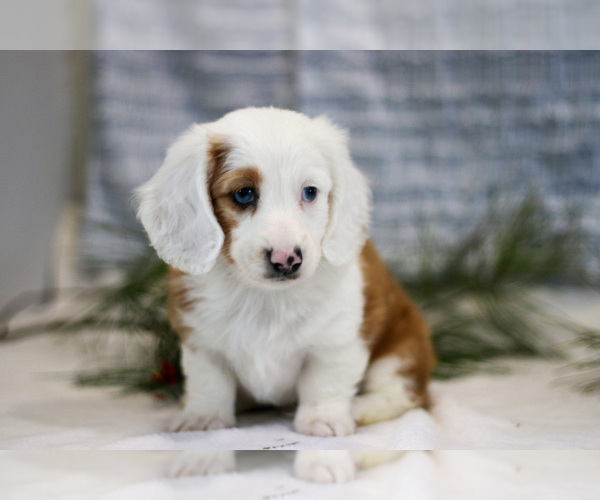 Medium Photo #13 Dachshund Puppy For Sale in GOSHEN, IN, USA