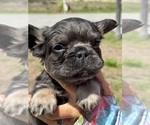 Puppy Cosmos French Bulldog