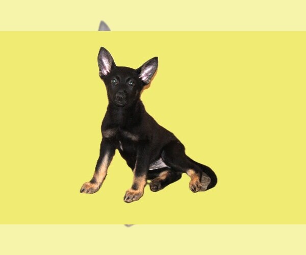 Medium Photo #3 German Shepherd Dog Puppy For Sale in WARRENTON, NC, USA