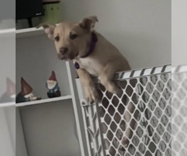 Medium Photo #21 Siberian Husky-Unknown Mix Puppy For Sale in Fargo, ND, USA