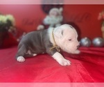 Small #4 American Pit Bull Terrier