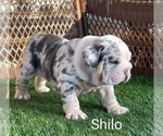 Small Photo #4 English Bulldog Puppy For Sale in RIVERSIDE, CA, USA