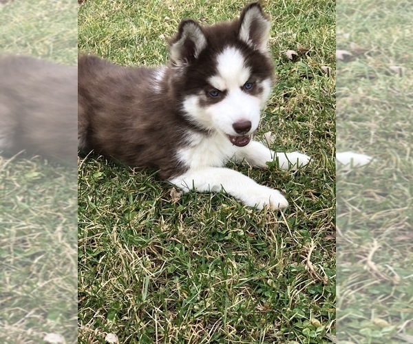 Medium Photo #4 Siberian Husky Puppy For Sale in SILEX, MO, USA