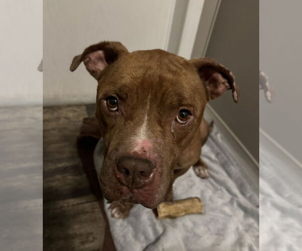 Medium Photo #7 Bulldog-Unknown Mix Puppy For Sale in Tarrytown, GA, USA