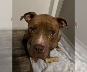 Davey - Male Bulldog-Unknown Mix Dog for Adoption - Photo #7