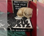Small Photo #6 Golden Retriever Puppy For Sale in SAN BERNARDINO, CA, USA