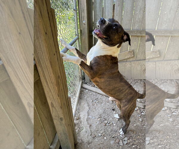 Medium Photo #3 Mastiff-Unknown Mix Puppy For Sale in Jackson, MS, USA