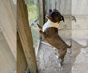 Hercules - Male Mastiff-Unknown Mix Dog for Adoption - Photo #3