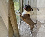 Small #2 Mastiff Mix