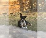 Small #4 Mutt