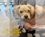 Small #6 Poodle (Miniature) Mix