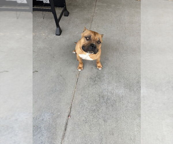 Medium Photo #1 American Bulldog-Unknown Mix Puppy For Sale in San Diego, CA, USA