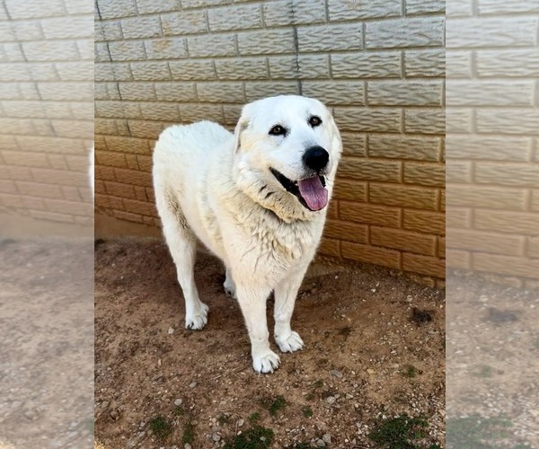 Medium Photo #2 Great Pyrenees Puppy For Sale in Croydon, NH, USA