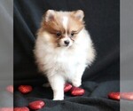 Small Photo #2 Pomeranian Puppy For Sale in ROCK VALLEY, IA, USA