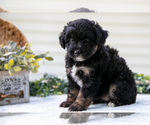 Small Photo #8 Aussiedoodle Miniature  Puppy For Sale in MILLERSBURG, OH, USA