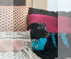 Chex - Male Mutt Dog for Adoption - Photo #3