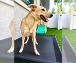 Small #3 Labrador Retriever