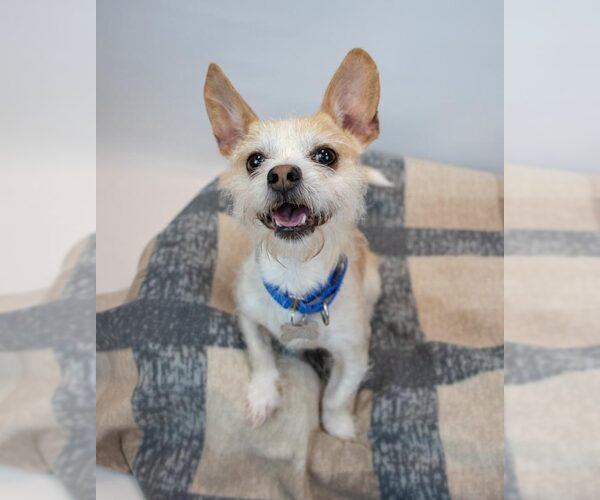 Medium Photo #2 Mutt Puppy For Sale in Kennesaw, GA, USA