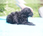 Small Photo #5 Poodle (Standard) Puppy For Sale in UNION CITY, TN, USA