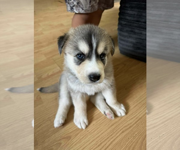 Medium Photo #1 Siberian Husky-Unknown Mix Puppy For Sale in Holly Springs, NC, USA