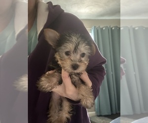 Yorkshire Terrier Puppy for sale in VIRGINIA BEACH, VA, USA