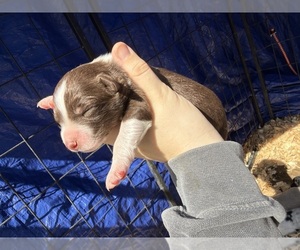 Australian Shepherd Puppy for sale in PISGAH, AL, USA