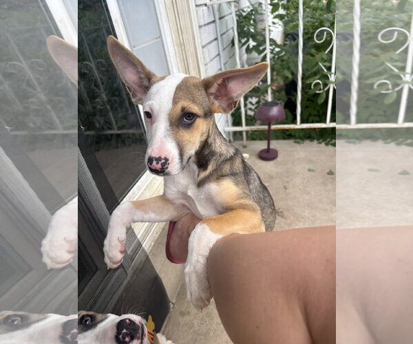 Medium Photo #7 American Pit Bull Terrier-Unknown Mix Puppy For Sale in Sandy, UT, USA