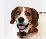 Small American Foxhound Mix