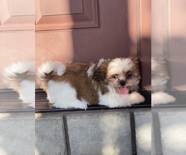 Medium Photo #3 Shih Tzu Puppy For Sale in CANOGA, NY, USA