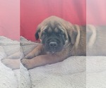 Small Photo #2 Mastiff Puppy For Sale in WILLOW RIVER, MN, USA
