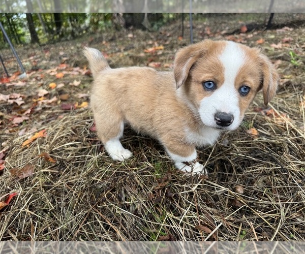 Medium Photo #5 Aussie-Corgi Puppy For Sale in ESPERANCE, NY, USA