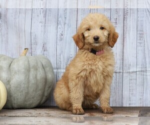 Goldendoodle Puppy for sale in FREDERICKSBG, OH, USA