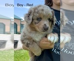 Small #1 Australian Shepherd