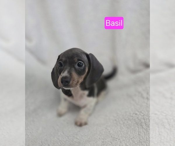 Medium Photo #1 Dachshund Puppy For Sale in TUNNEL HILL, GA, USA