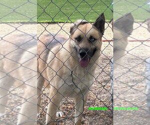 NORMAN - Male Siberian Husky-Unknown Mix Dog for Adoption - Photo #7