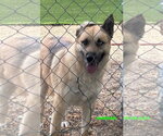 Small #6 Siberian Husky Mix