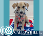 Small #1 Australian Shepherd Mix
