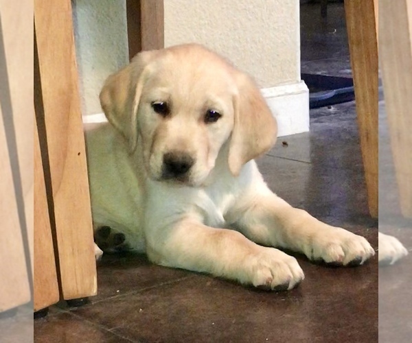 Medium Photo #4 Labrador Retriever Puppy For Sale in SAFFORD, AZ, USA