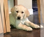 Small Photo #4 Labrador Retriever Puppy For Sale in SAFFORD, AZ, USA