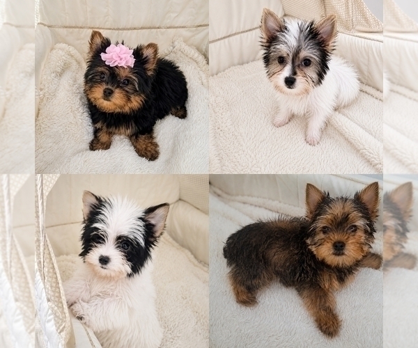 Medium Photo #1 Yorkshire Terrier Puppy For Sale in PALM BAY, FL, USA