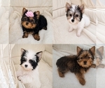 Small Yorkshire Terrier