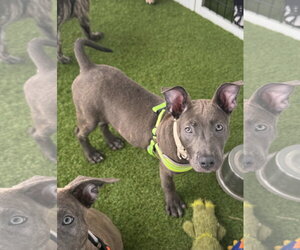 Labrador Retriever-Unknown Mix Dogs for adoption in Sanford, FL, USA