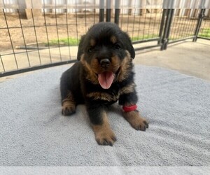 Rottweiler Puppy for sale in APPLE VALLEY, CA, USA
