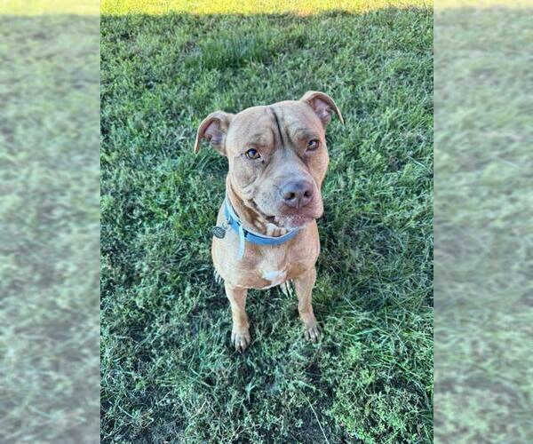 Medium Photo #3 American Pit Bull Terrier Puppy For Sale in Louisville, KY, USA