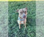 Small #2 American Pit Bull Terrier