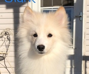 Pomsky Puppy for sale in SAVOY, MA, USA