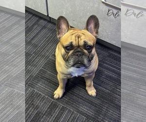 Father of the French Bulldog puppies born on 11/14/2025